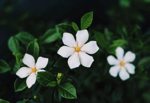 阳台种栀子花风水好吗