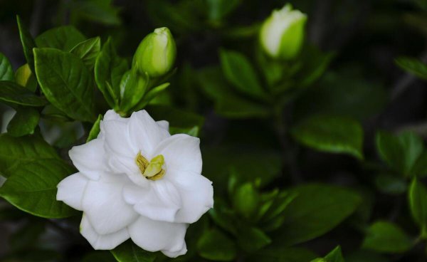 阳台种栀子花风水好吗