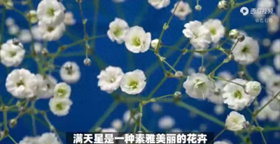满天星的寓意和象征风水 了解满天星的风水讲究