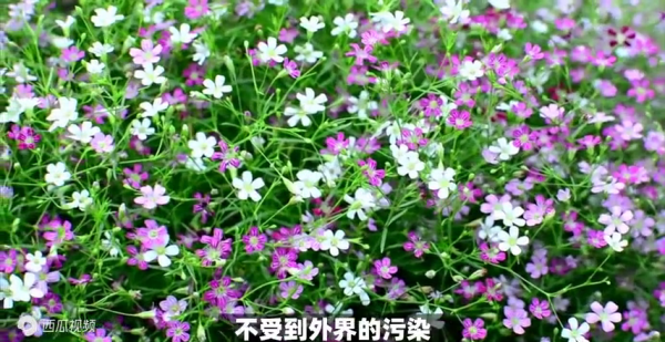 满天星的寓意和象征风水