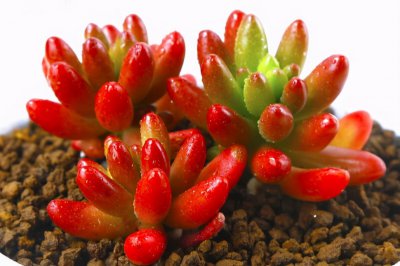 耳坠草多肉植物怎么养 介绍千兔耳多肉植物
