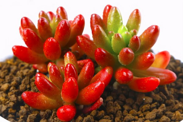 耳坠草多肉植物怎么养