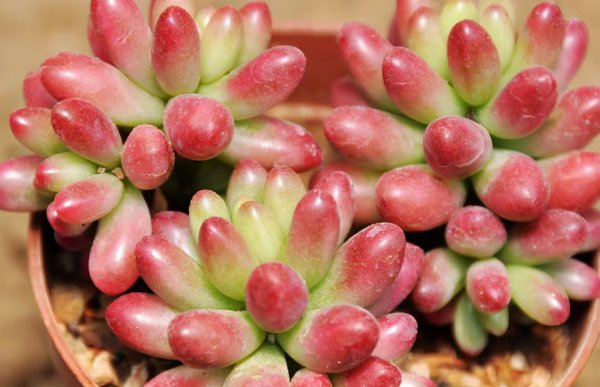 耳坠草多肉植物怎么养