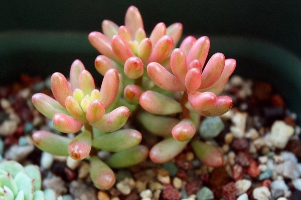 耳坠草多肉植物怎么养