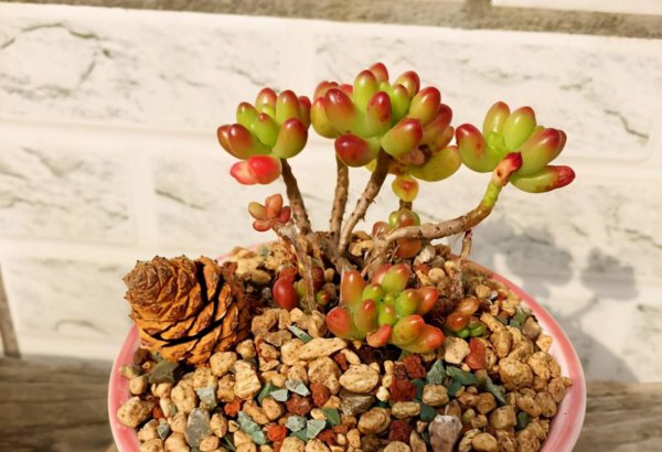 耳坠草多肉植物怎么养