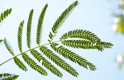 家里种常春藤不吉利吗 露台适合养的花和树