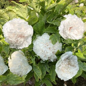 牡丹花卉品种有哪些 了解牡丹花的种植方法和时间