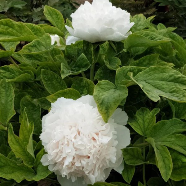 牡丹花卉品种有哪些