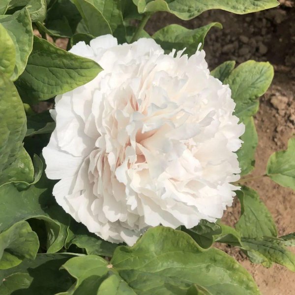 牡丹花卉品种有哪些