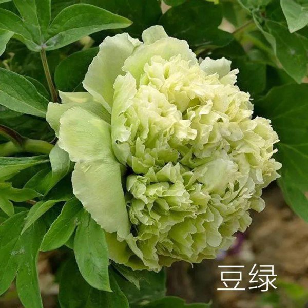 牡丹花卉品种有哪些