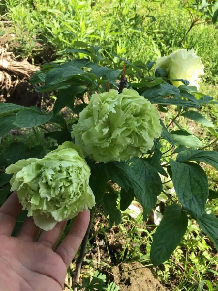牡丹花卉品种有哪些