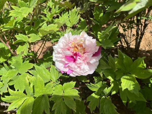 牡丹花卉品种有哪些