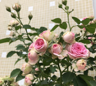 最新灌木月季经典品种排行榜 关于藤本月季品种大全