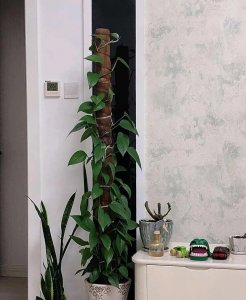 什么花草吸收甲醛最好 分享客厅绿植排名