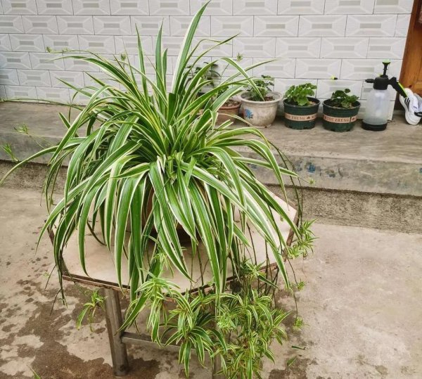 什么花草吸收甲醛最好
