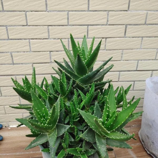 什么花草吸收甲醛最好