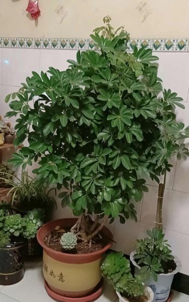 什么花草吸收甲醛最好