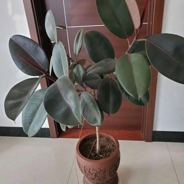 什么花草吸收甲醛最好