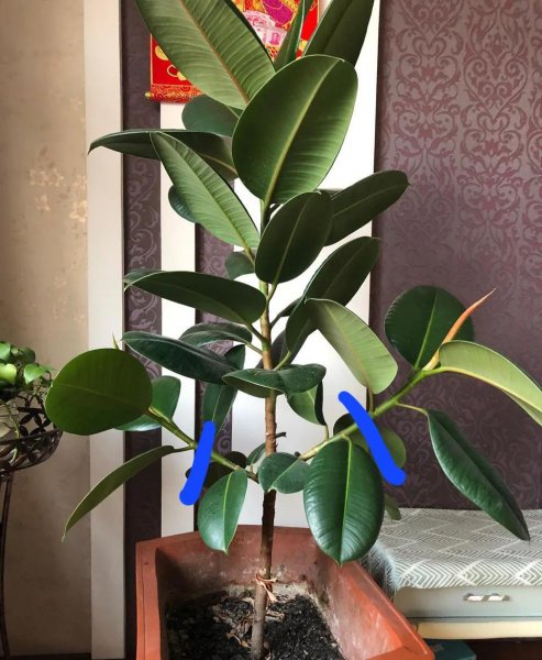 什么花草吸收甲醛最好