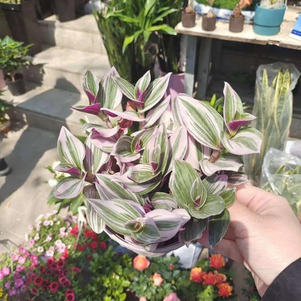 什么花草吸收甲醛最好