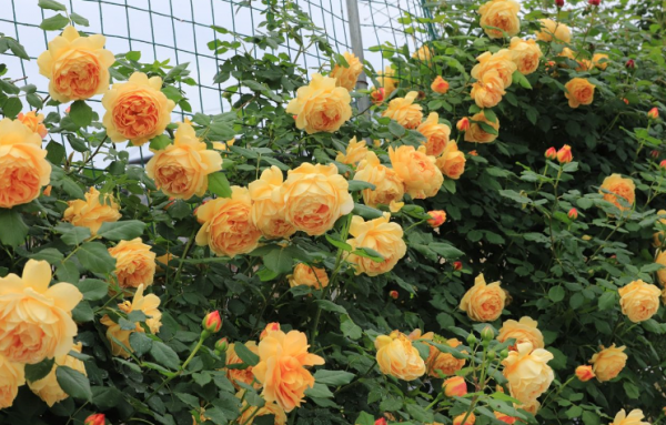 藤蔓月季花品种有哪些