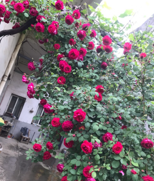 藤蔓月季花品种有哪些