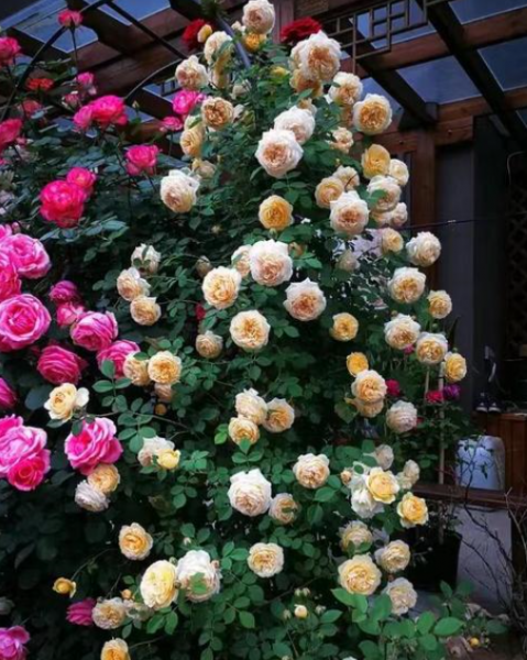 藤蔓月季花品种有哪些