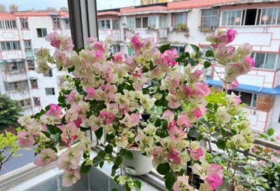 名贵三角梅品种排名前十名 公认最美三角梅品种
