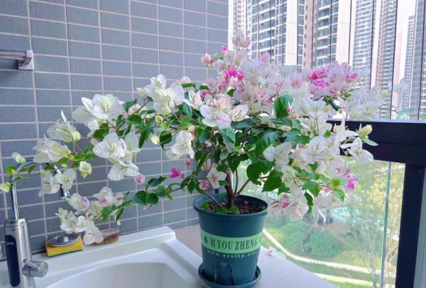 名贵三角梅品种排名前十名