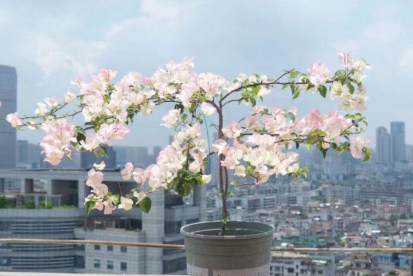 名贵三角梅品种排名前十名