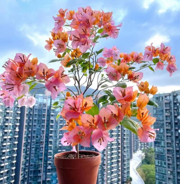 名贵三角梅品种排名前十名
