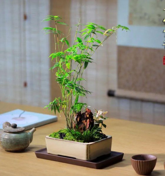 室内竹子种类有哪些