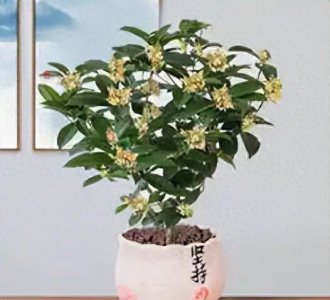 月月桂花是每月开花吗 最值钱的桂花树品种