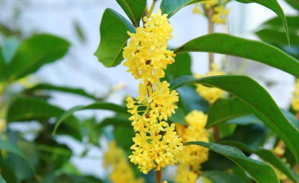 月月桂花是每月开花吗