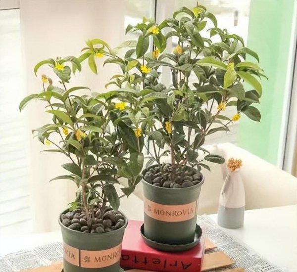 月月桂花是每月开花吗
