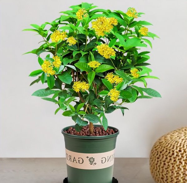 月月桂花是每月开花吗