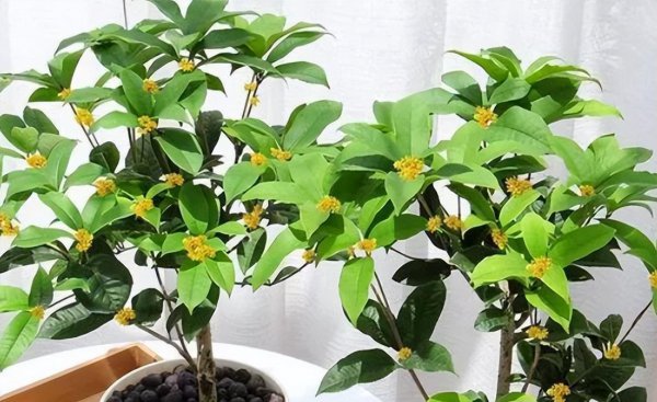 月月桂花是每月开花吗