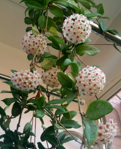 吊盆植物花卉有哪些品种 适合室内养的植物花卉