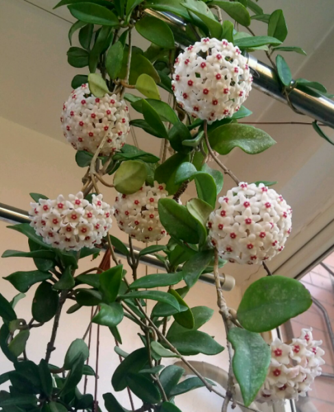 吊盆植物花卉有哪些品种