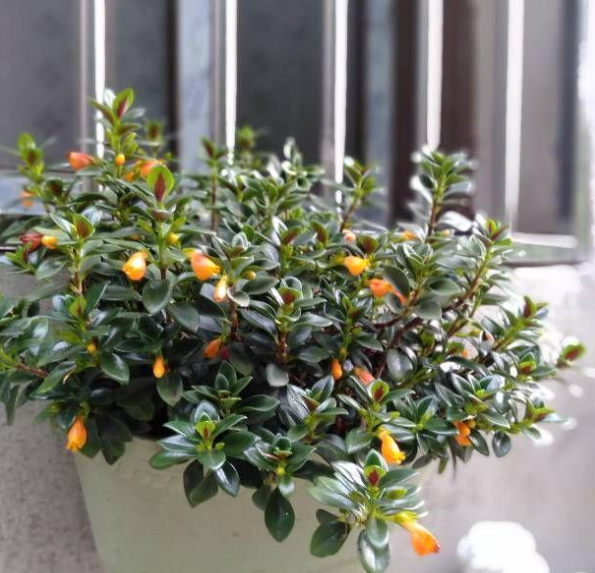 吊盆植物花卉有哪些品种