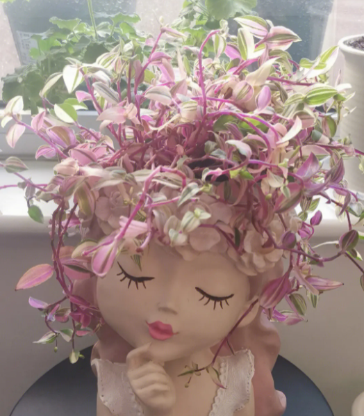 吊盆植物花卉有哪些品种
