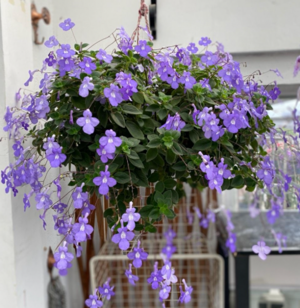 吊盆植物花卉有哪些品种