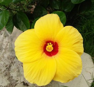 开黄花的灌木有哪些品种 绿化路边花草品种大全