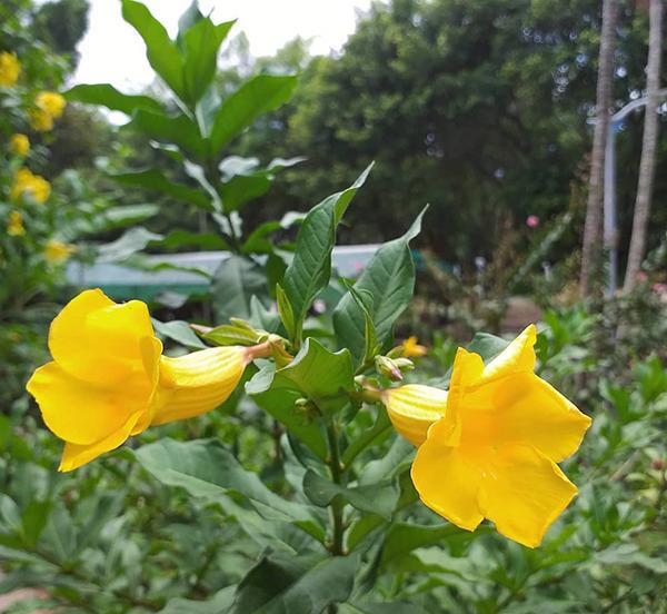 开黄花的灌木有哪些品种