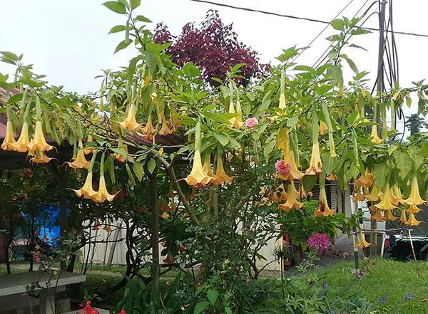 开黄花的灌木有哪些品种
