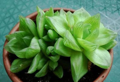 草玉露的养殖方法和管理 最漂亮的多肉植物排名