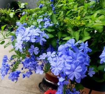 吊兰花有几种品种 开花好看又好养的吊兰