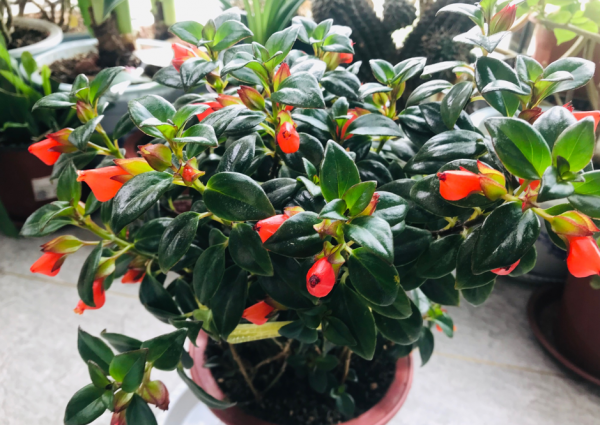 吊兰花有几种品种