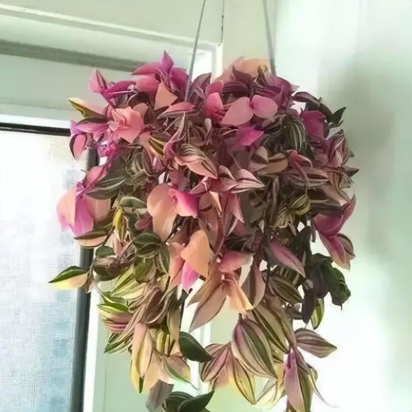 吊兰花有几种品种