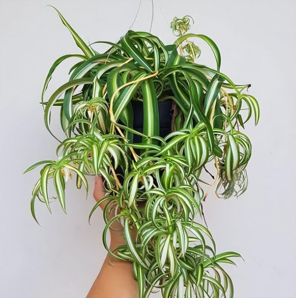 吊兰花有几种品种